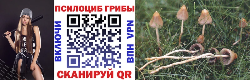 Псилоцибиновые грибы Cubensis  Болгар 